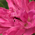 Roz - Trandafir de parc - Pink Grootendorst